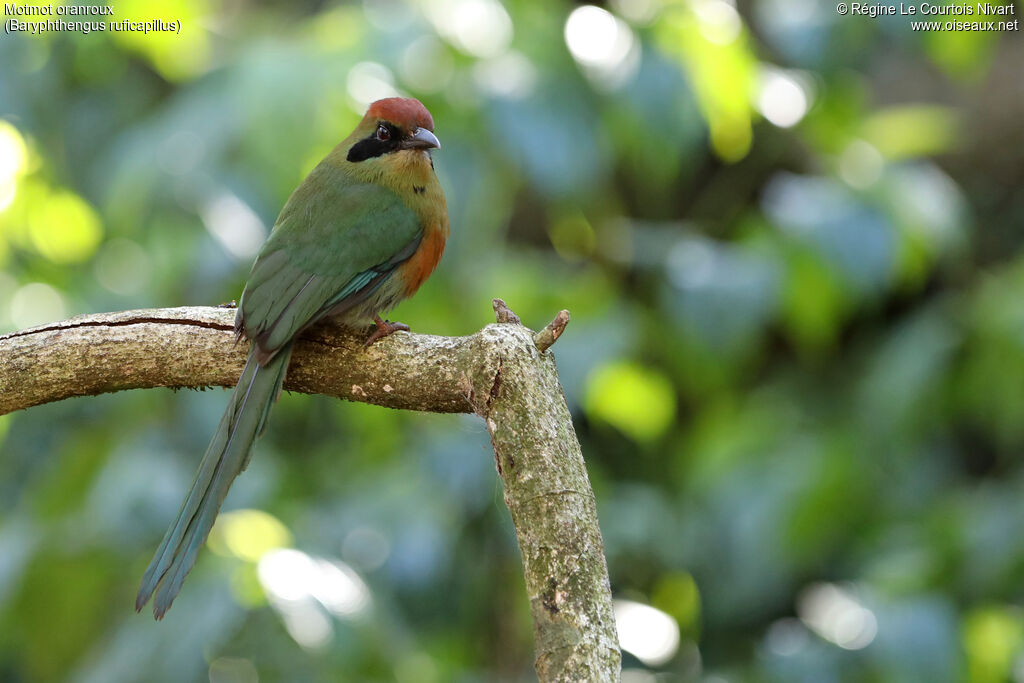 Motmot oranroux