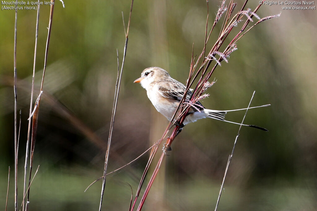 Moucherolle à queue large femelle