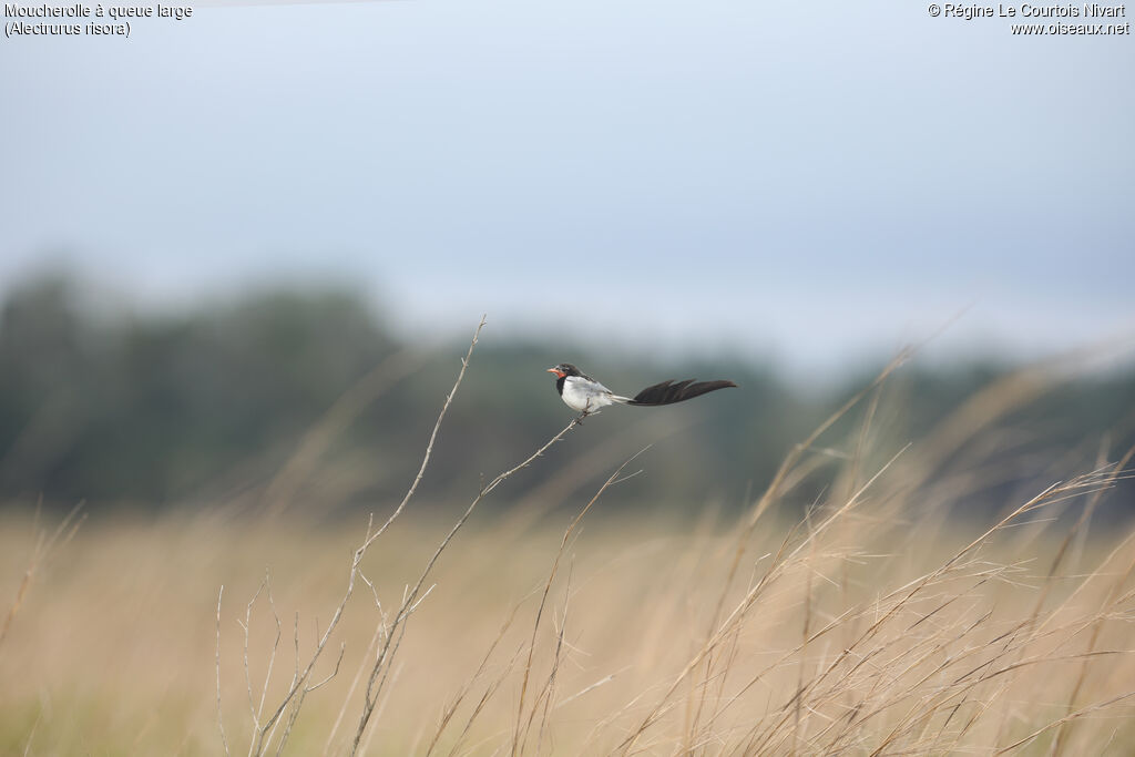 Moucherolle à queue large mâle, habitat