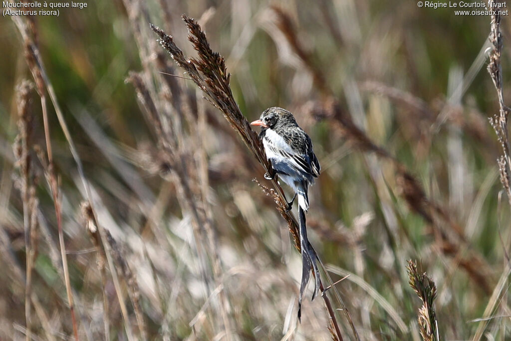 Moucherolle à queue large mâle