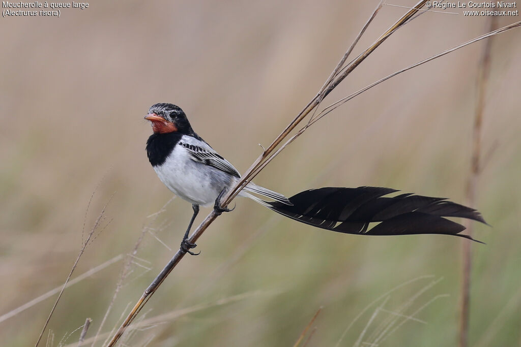 Moucherolle à queue large mâle