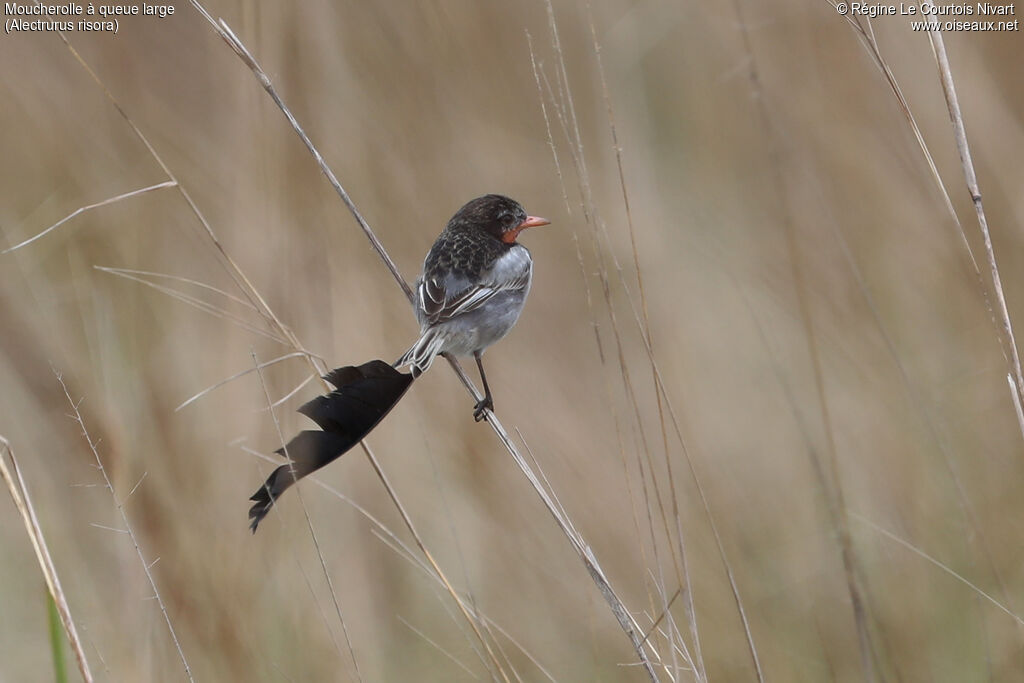 Moucherolle à queue large mâle