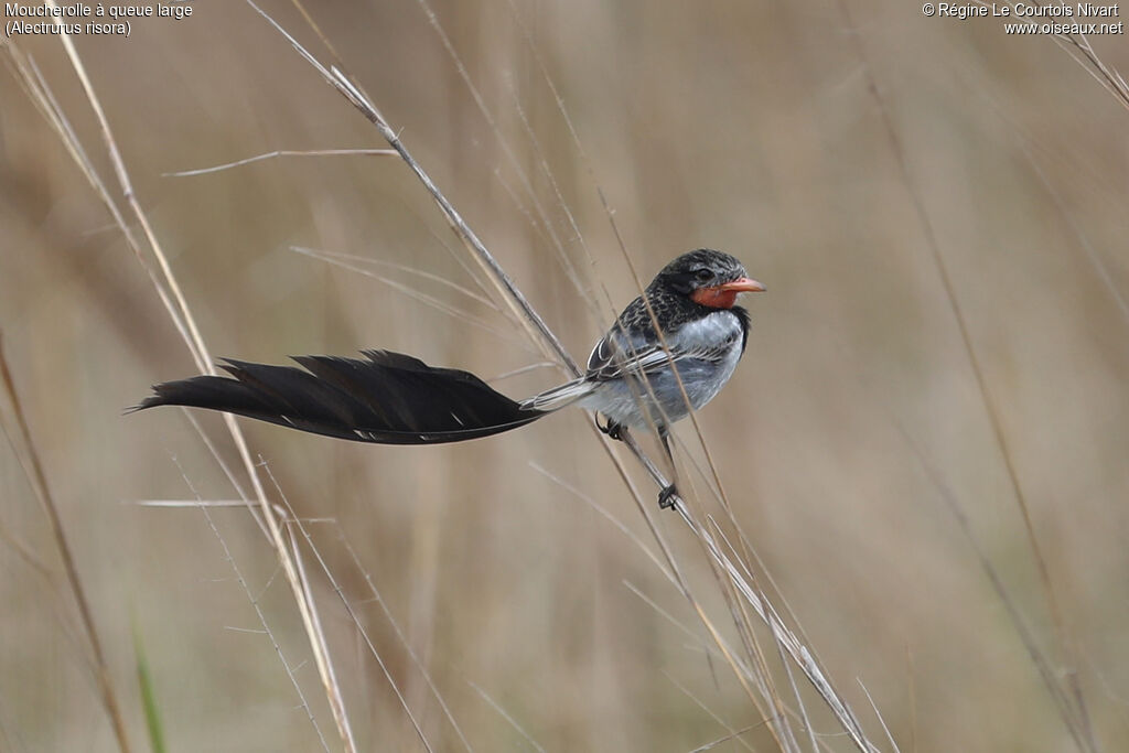 Moucherolle à queue large mâle