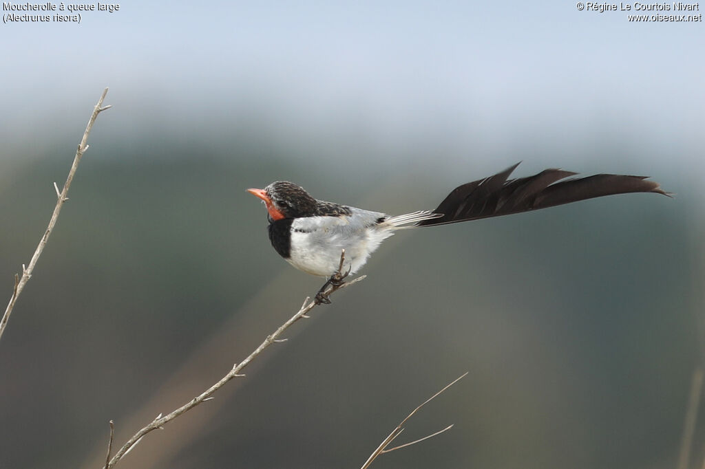 Moucherolle à queue large mâle