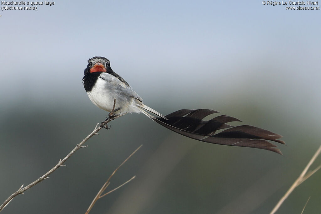 Moucherolle à queue large mâle