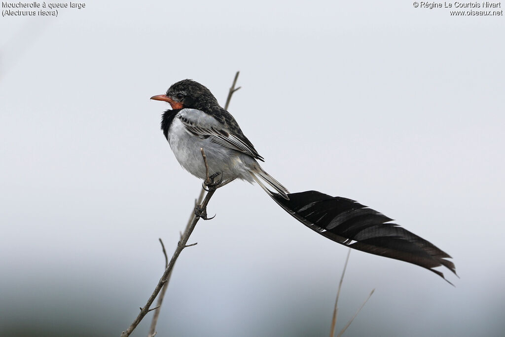 Moucherolle à queue large mâle