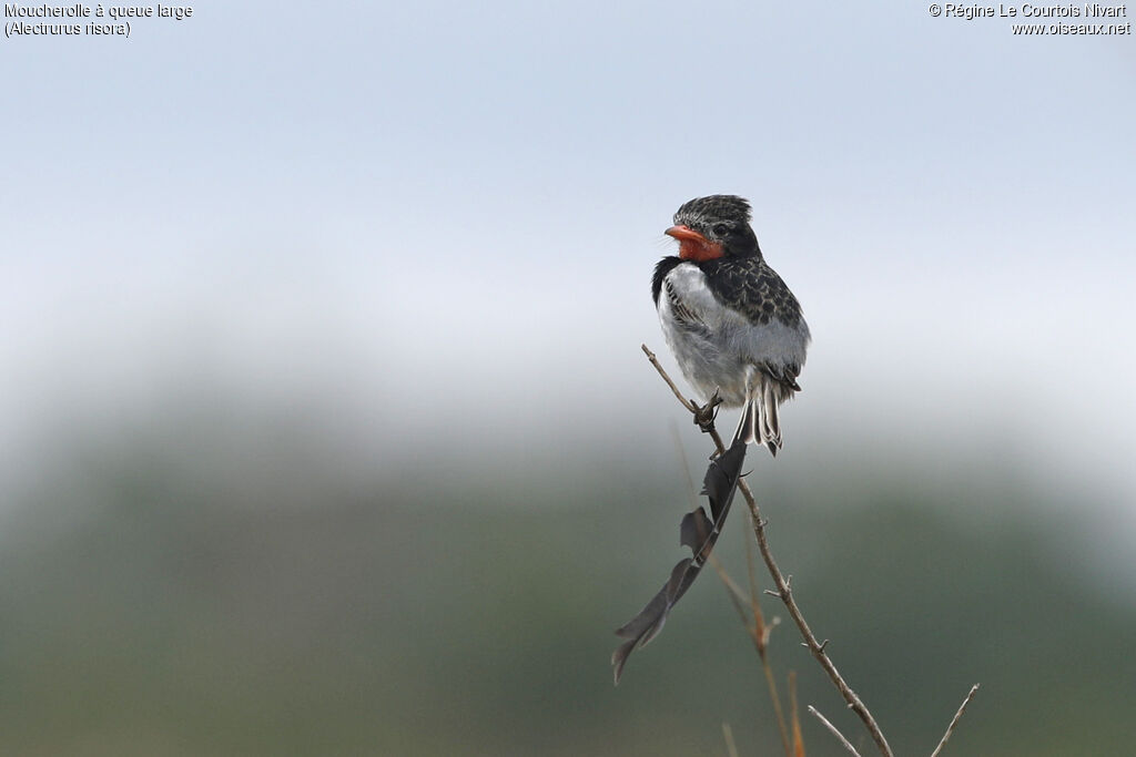 Moucherolle à queue large mâle