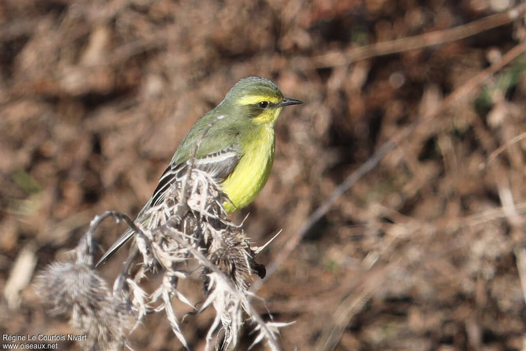 Moucherolle à sourcils jaunes, identification