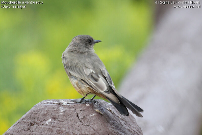 Say's Phoebe