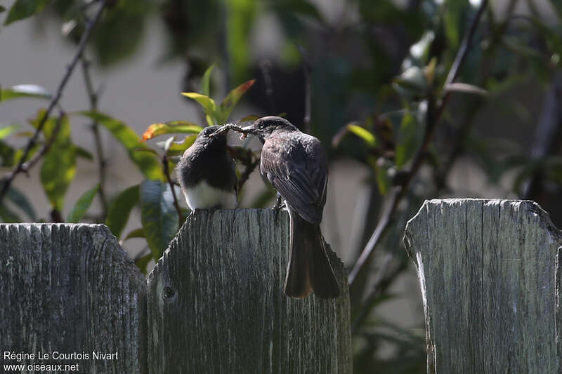 Black Phoebe, pigmentation, feeding habits