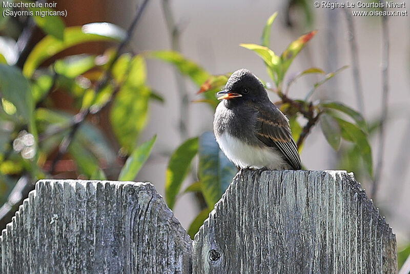 Black Phoebejuvenile