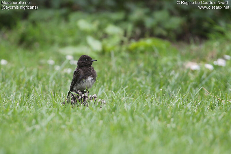 Black Phoebe