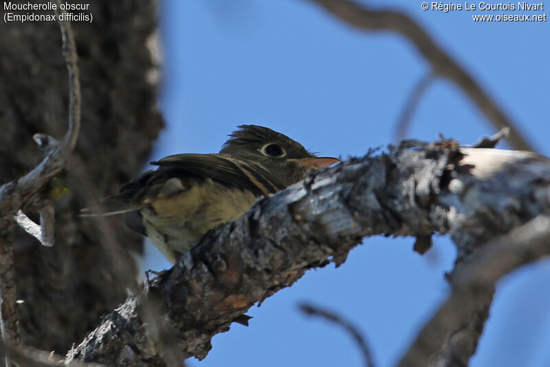 Western Flycatcher