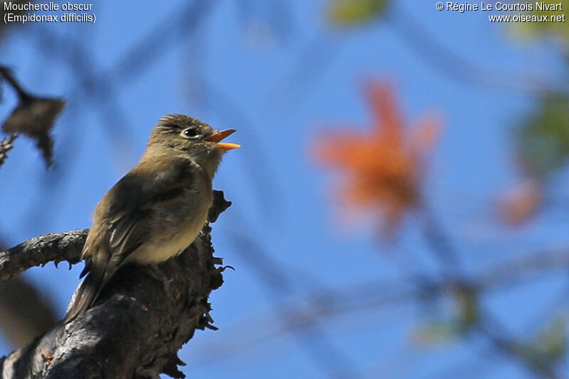 Western Flycatcher