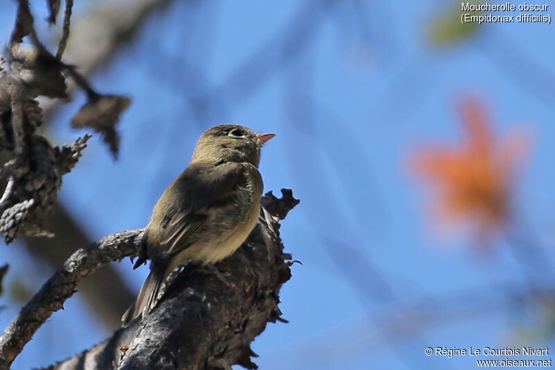 Western Flycatcher