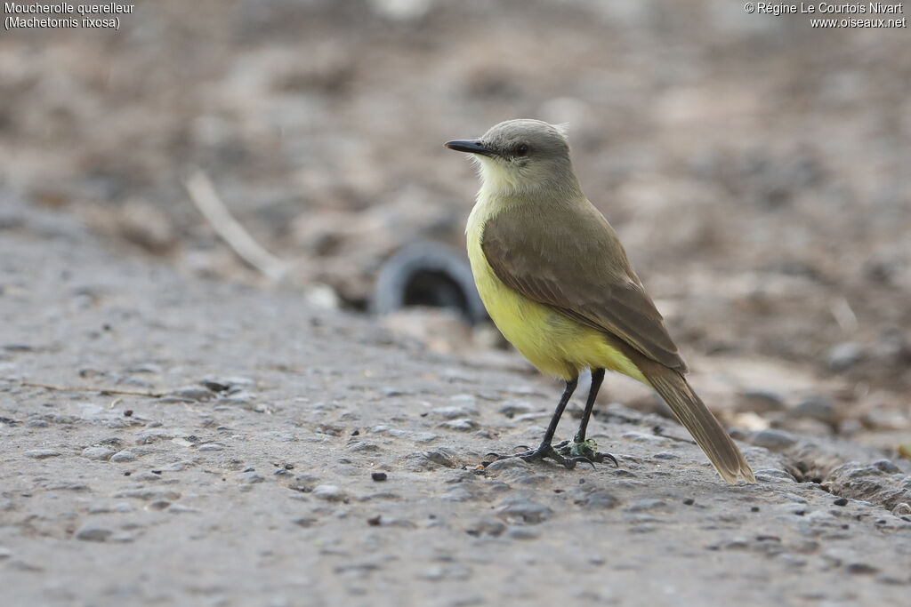 Moucherolle querelleur