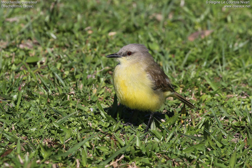 Moucherolle querelleur