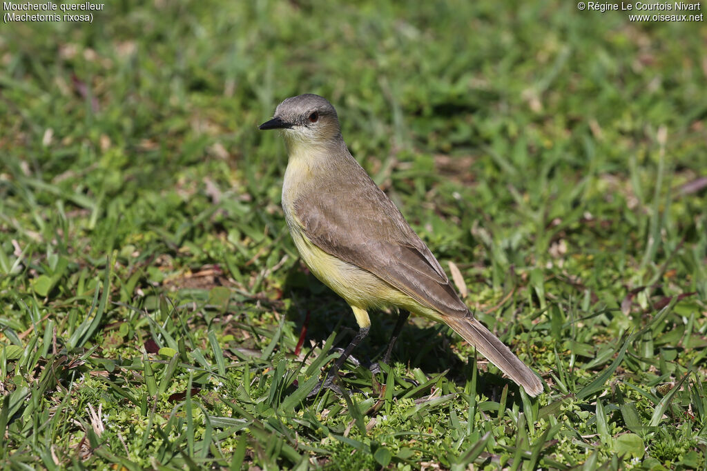 Moucherolle querelleur - Tyran querelleur<br />