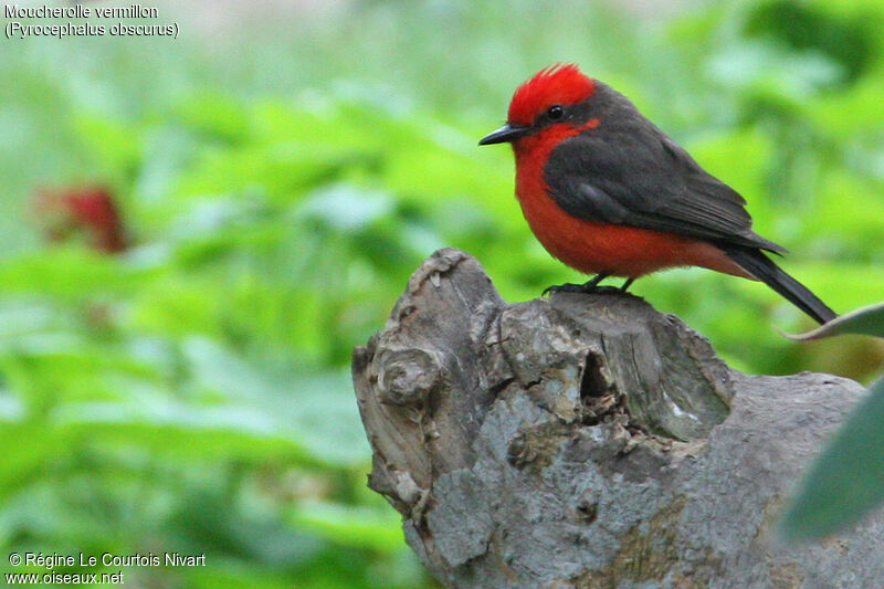 Vermilion Flycatcher male