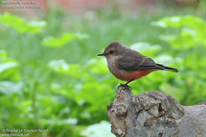 Vermilion Flycatcher