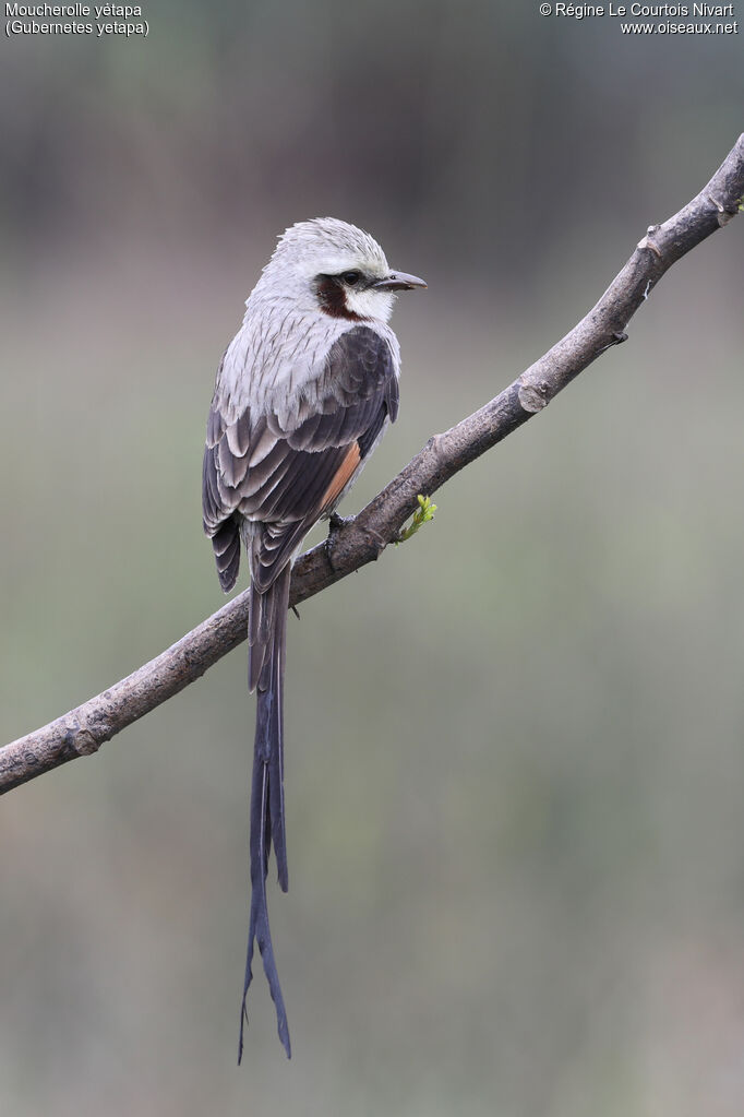Moucherolle yétapa mâle adulte