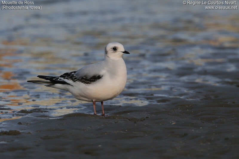 Ross's Gull