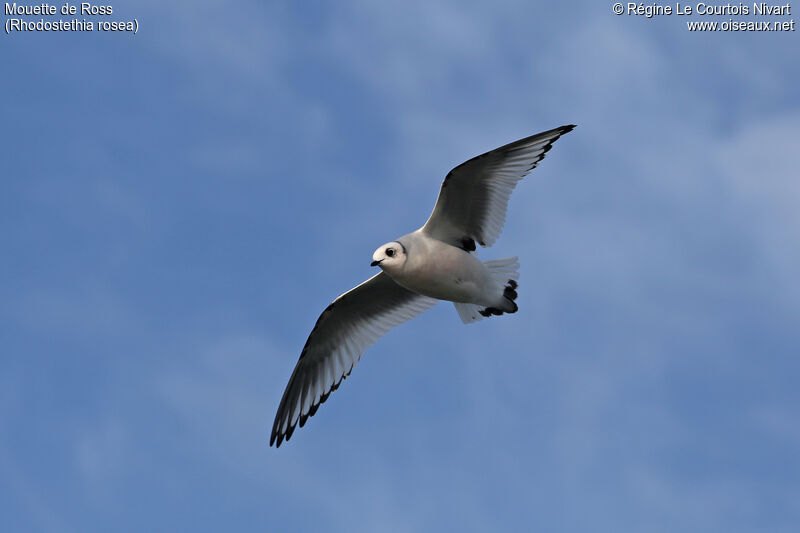 Mouette de Ross