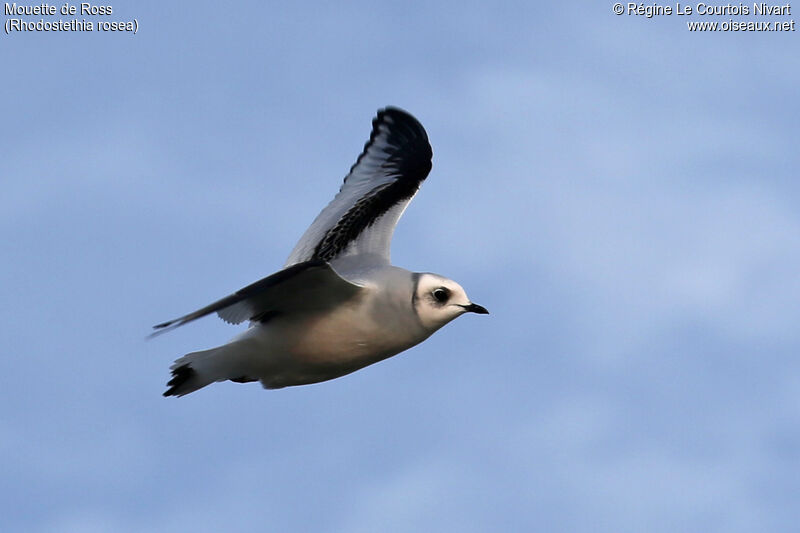 Mouette de Ross