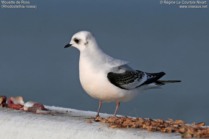 Mouette de Ross