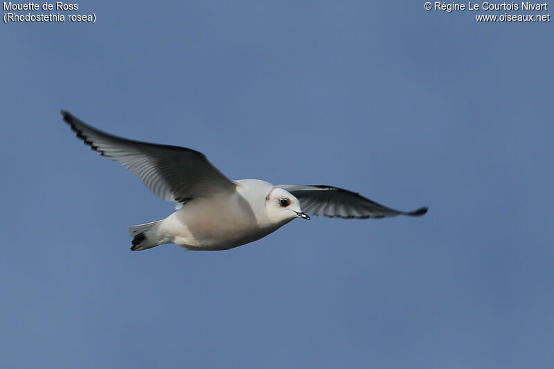 Ross's Gull