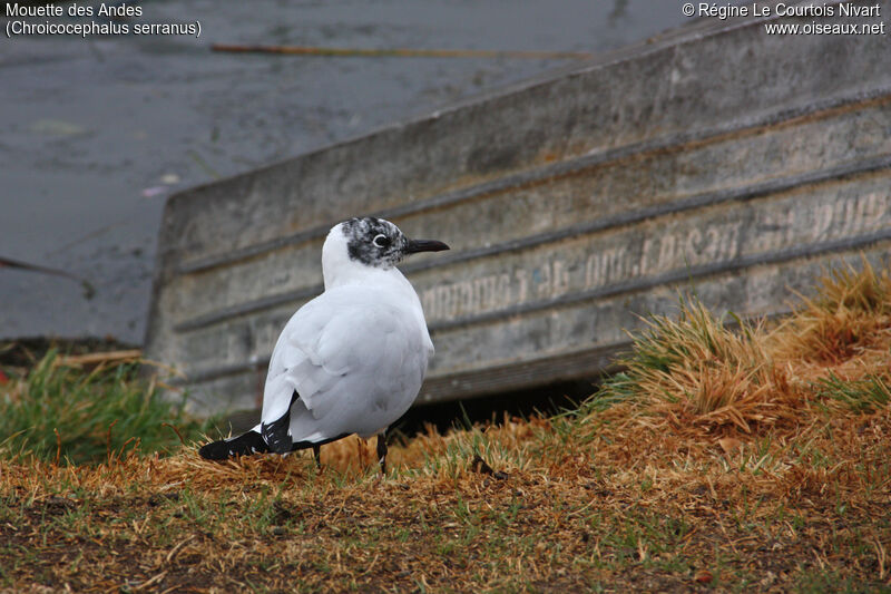 Mouette des Andes