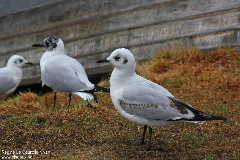 Mouette des Andes2ème année, identification