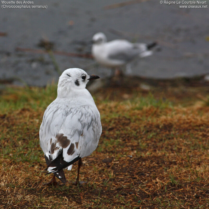 Mouette des Andes