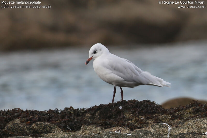 Mouette mélanocéphale