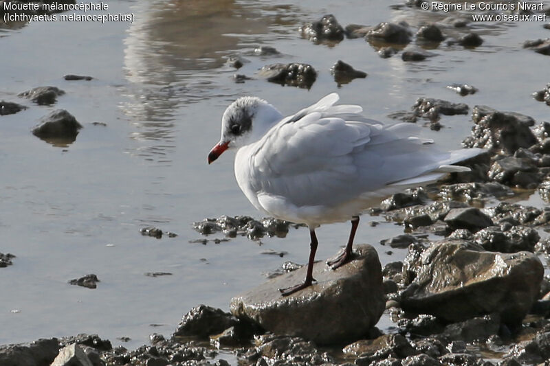 Mouette mélanocéphale