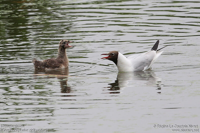 Mouette rieuse