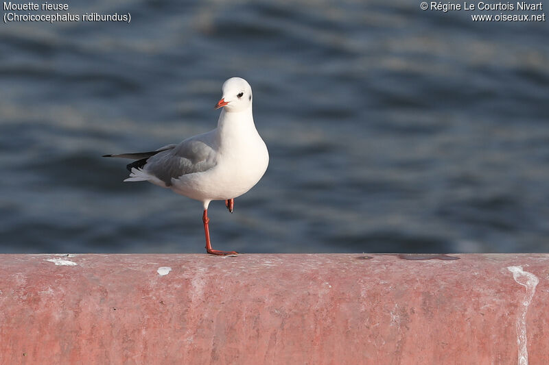 Mouette rieuse