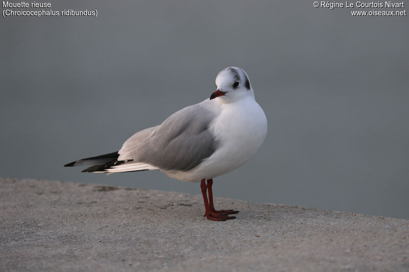 Mouette rieuse