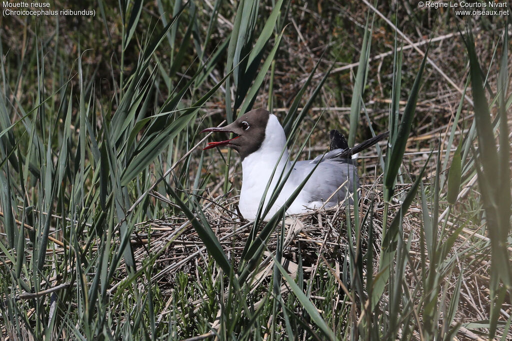 Mouette rieuseadulte nuptial, Nidification