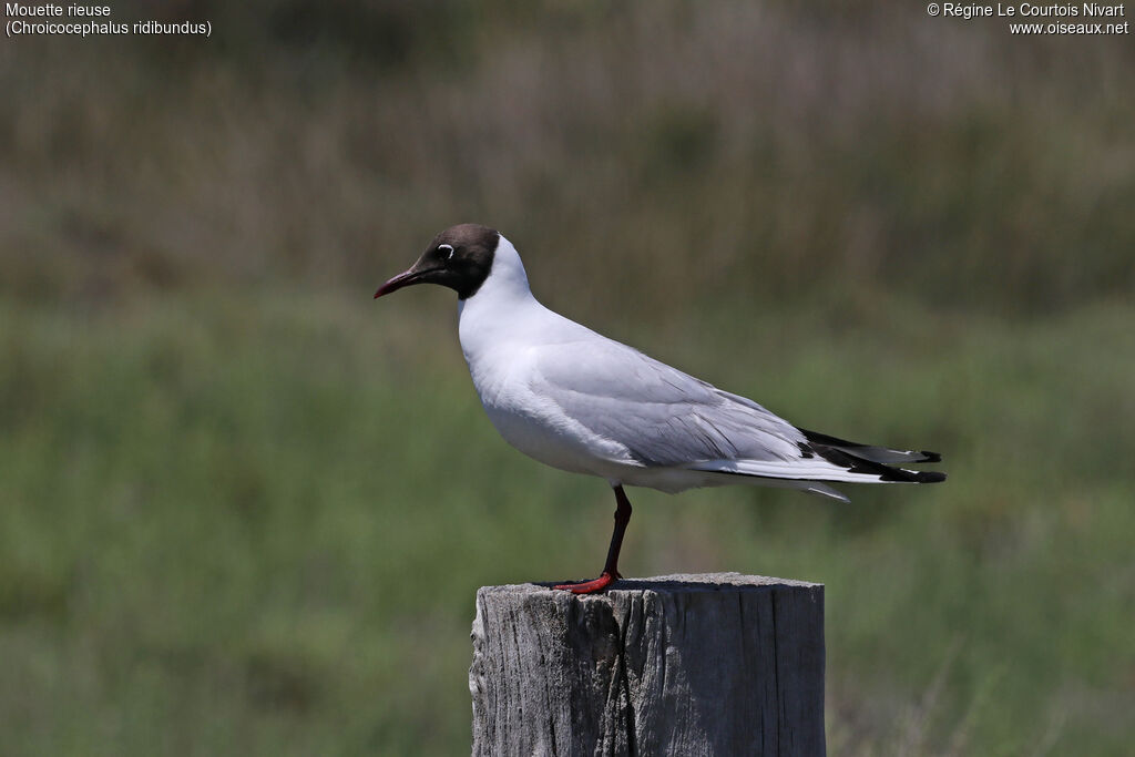 Mouette rieuse