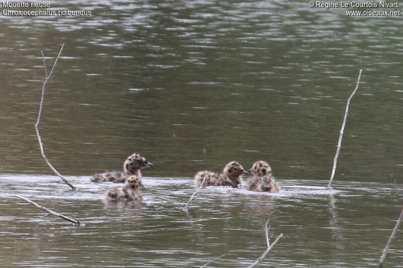 Mouette rieusejuvénile