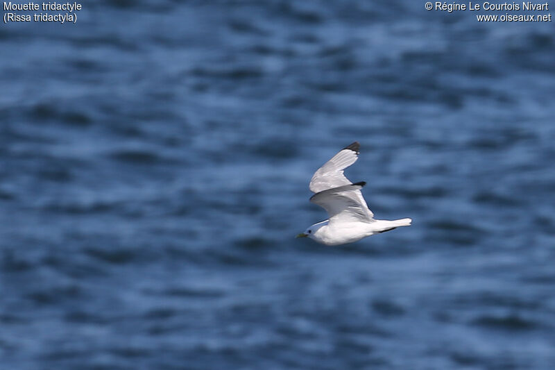 Black-legged Kittiwake