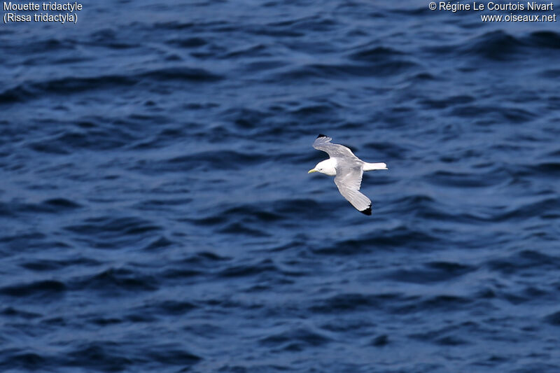 Mouette tridactyle