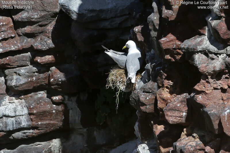 Black-legged Kittiwake, Reproduction-nesting