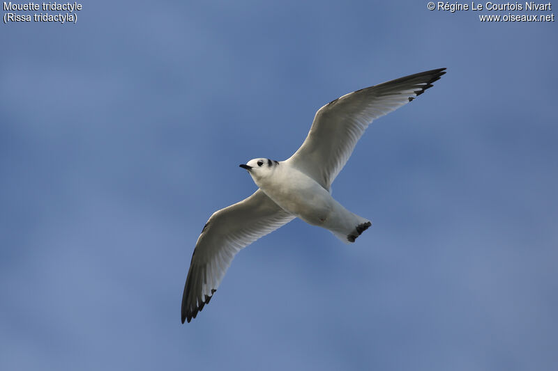 Mouette tridactyle1ère année