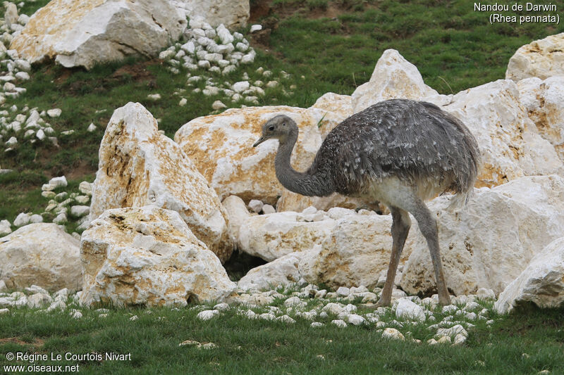 Lesser Rhea