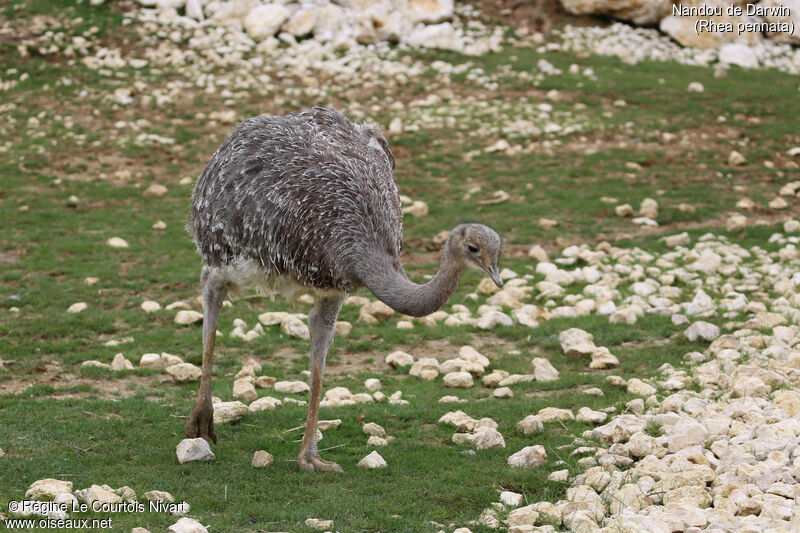 Lesser Rhea