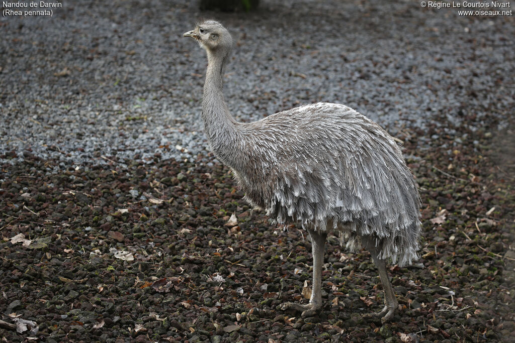 Lesser Rhea