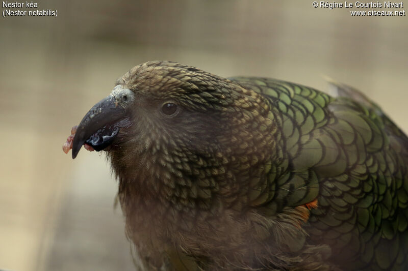 Kea