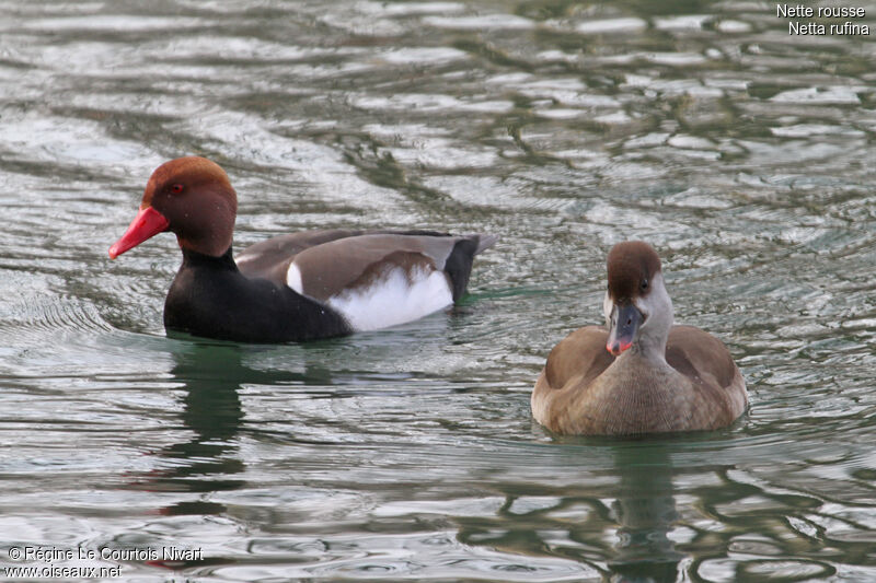 Nette rousse 